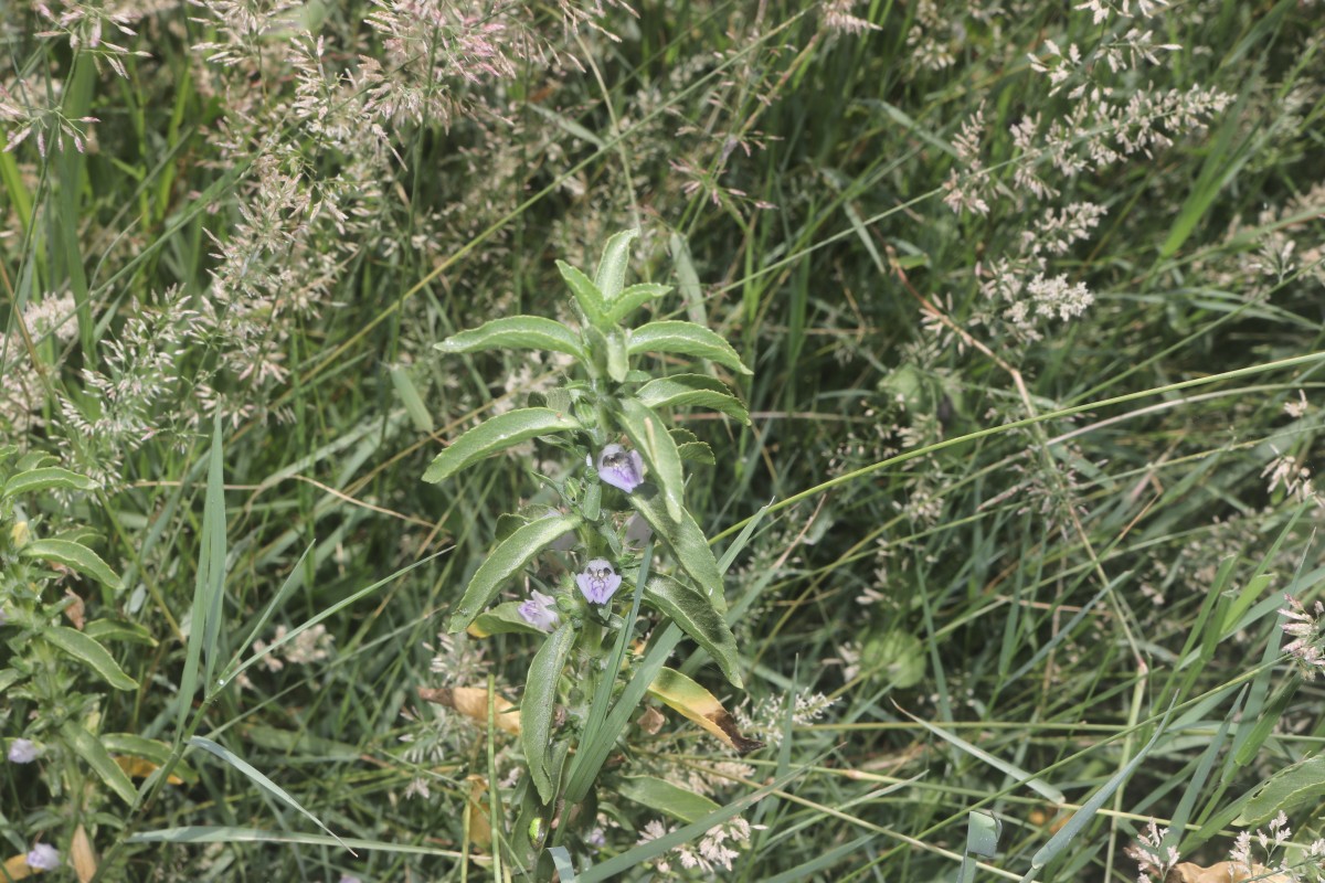 Hygrophila balsamica (L.f.) Raf.